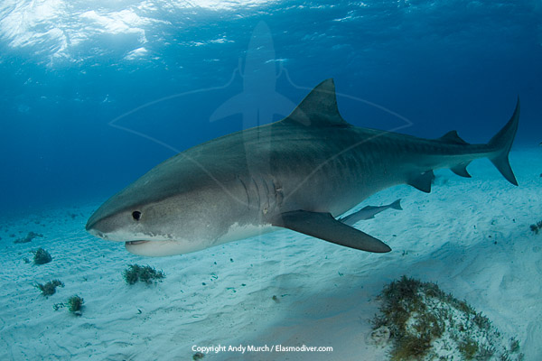 tiger sharks  information and pictures about the tiger shark